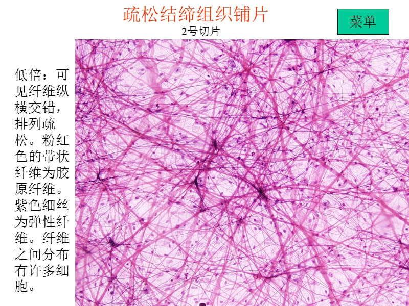 实验二 结缔组织、软骨和骨.ppt_第3页