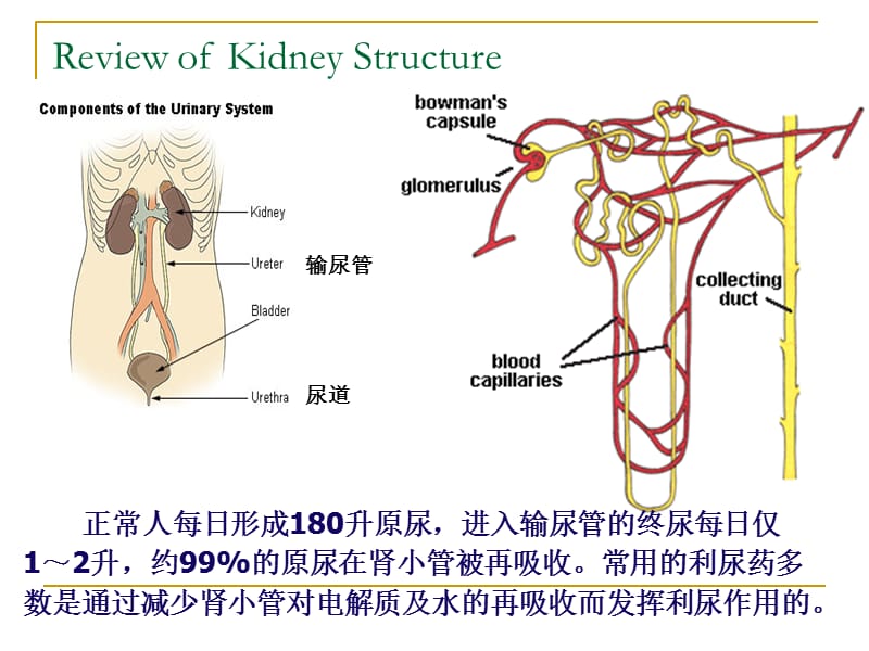 Diuretics第二十三章 利尿药.ppt_第2页