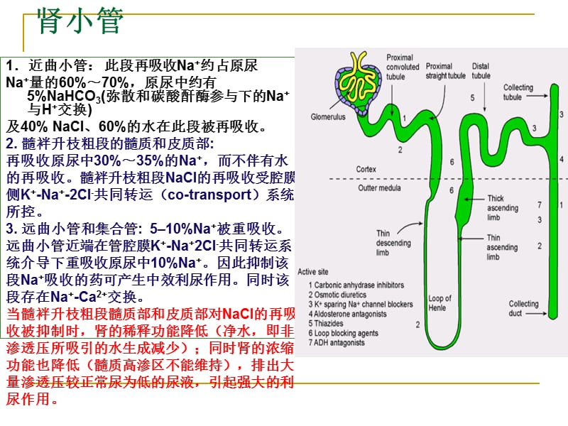 Diuretics第二十三章 利尿药.ppt_第3页