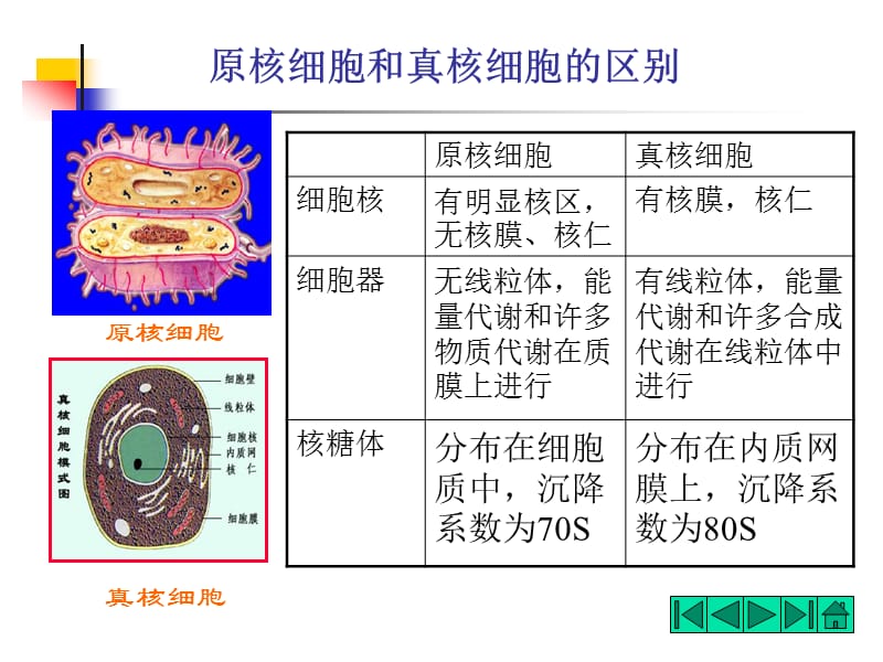 第二原核微生物的形态和构造.ppt_第2页