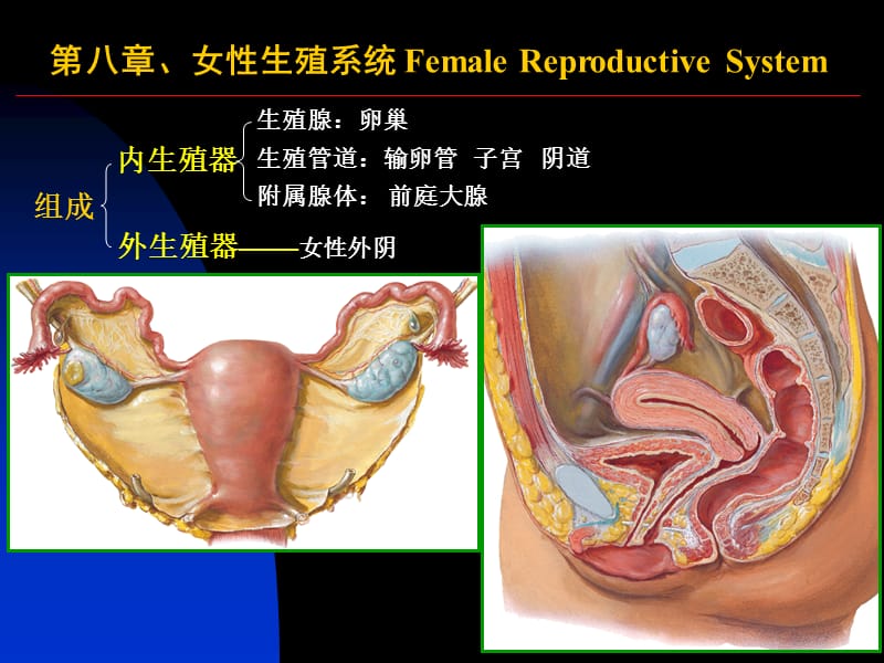 女性生殖系统和腹膜.ppt_第1页