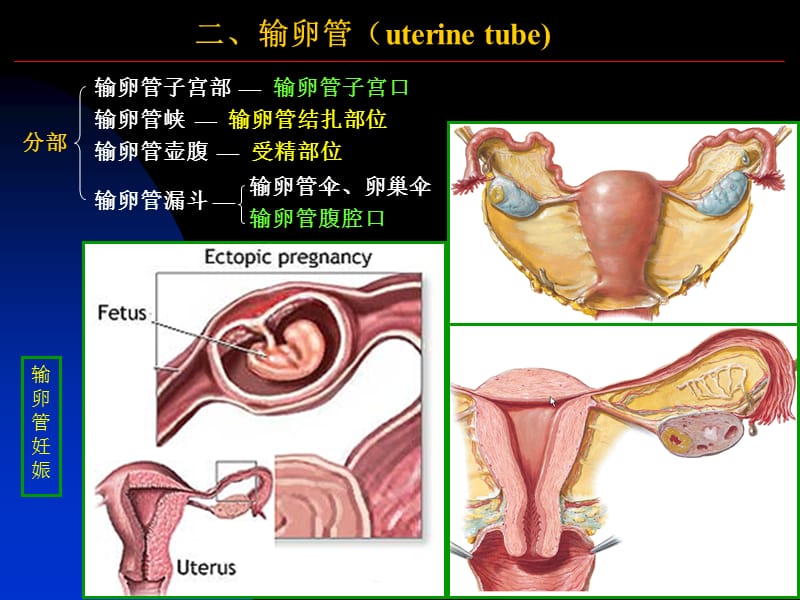 女性生殖系统和腹膜.ppt_第3页