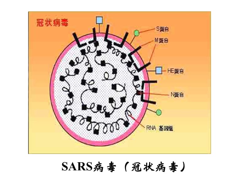 微生物--江苏教育版.ppt_第2页