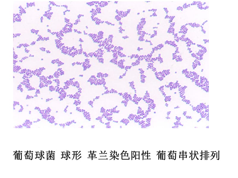 微生物学形态学示教.ppt_第1页