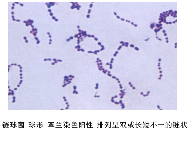 微生物学形态学示教.ppt_第2页