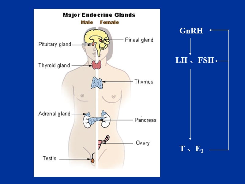 性腺功能减退分类、病因、诊断及治疗.ppt_第2页