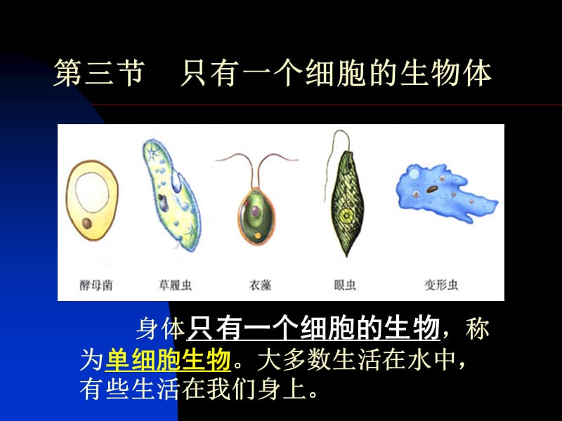 第三节只有一个细胞的生物体.ppt_第1页