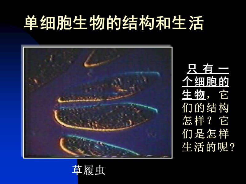 第三节只有一个细胞的生物体.ppt_第2页