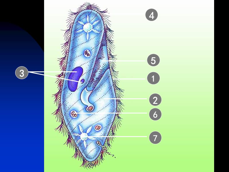 第三节只有一个细胞的生物体.ppt_第3页