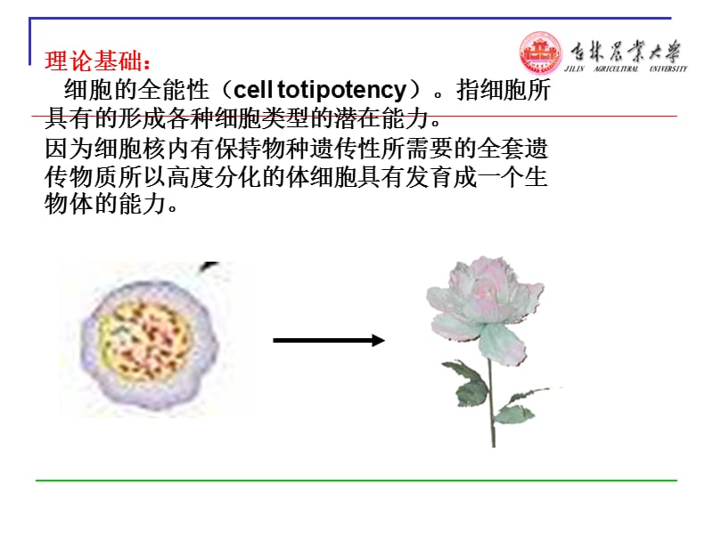 第十五章生物技术与作物育种.ppt_第3页