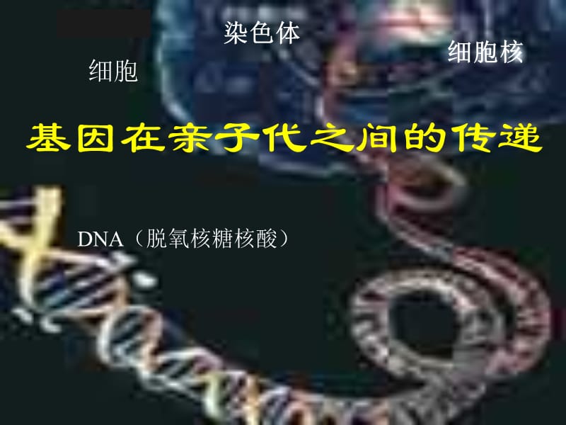 八年级生物基因在亲子代间的传递3.ppt_第1页