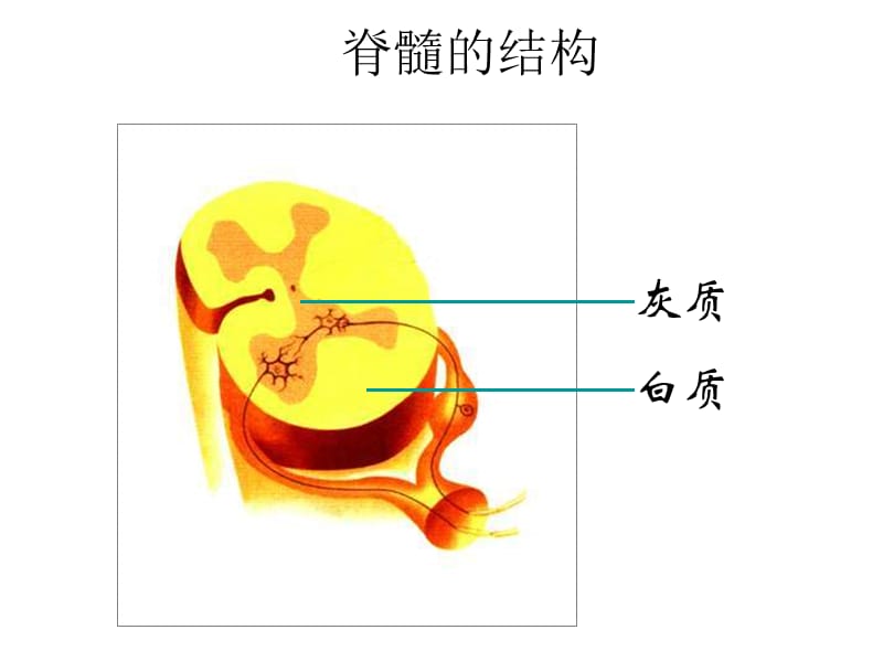 八年级生物脑和脑神经.ppt_第3页