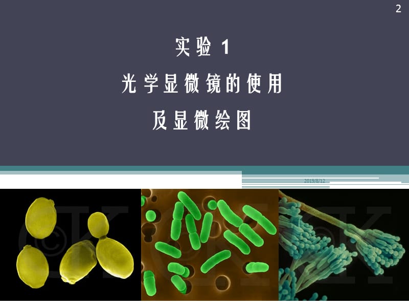 实验1 光学显微镜的使用及显微绘图.ppt_第2页