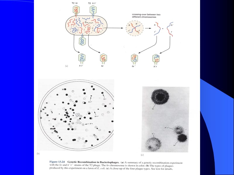 微生物遗传育种课件,基因重组与育种.ppt_第2页