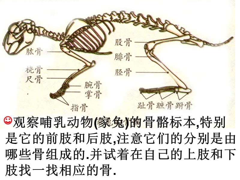 新教材-动物的行为-佛山谢永红.ppt_第3页