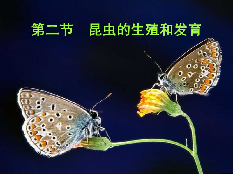 第二昆虫的生殖和发育.ppt_第1页