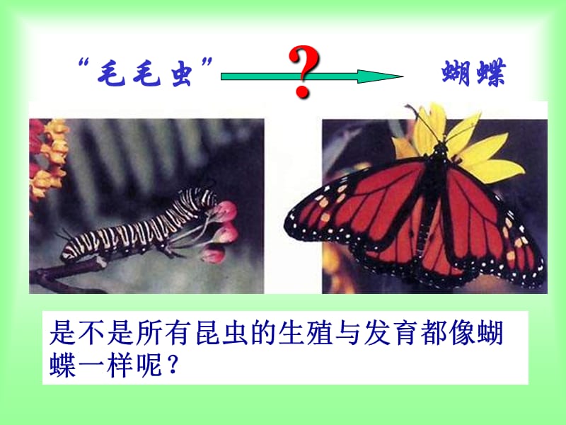 第二昆虫的生殖和发育.ppt_第2页