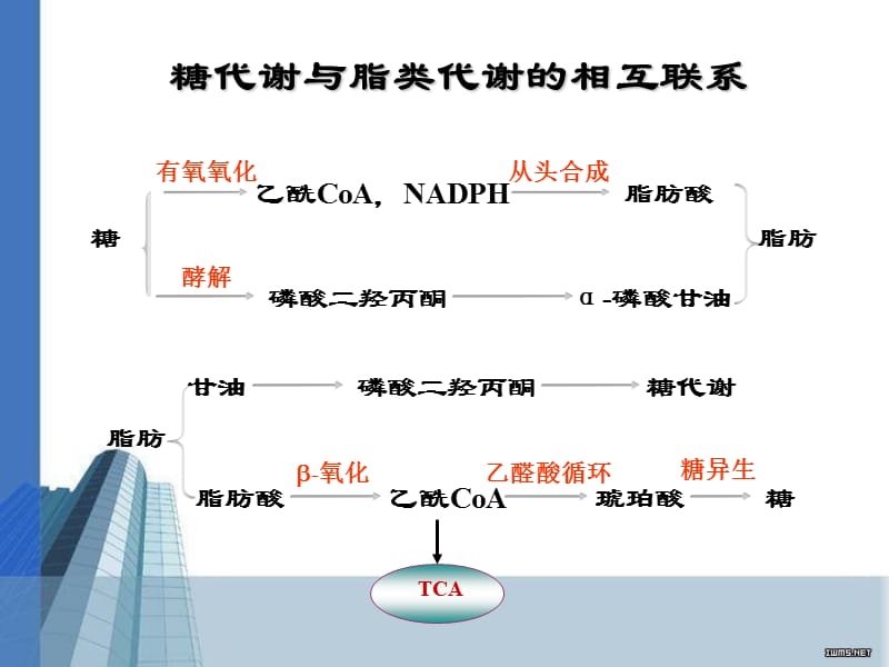 细胞代谢与基因表达调控.ppt_第3页