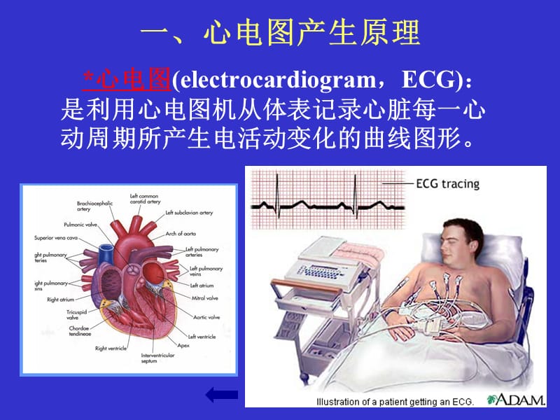 心电图学 总课件.ppt_第3页