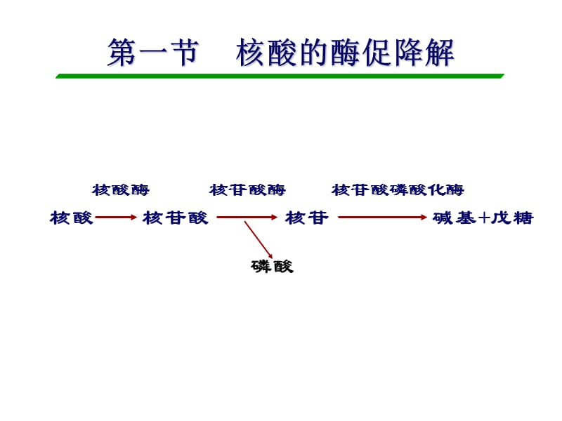 第一节核酸的酶促降解.ppt_第2页