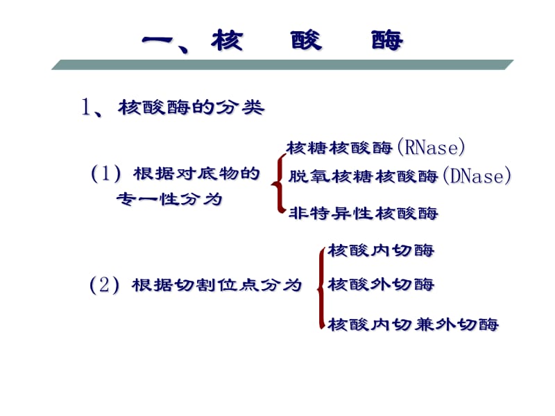 第一节核酸的酶促降解.ppt_第3页