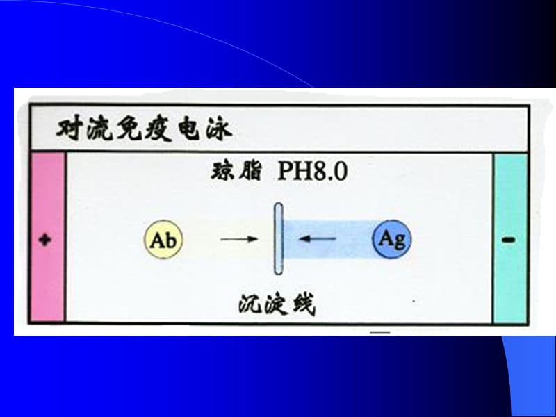 免疫电泳技术.ppt_第3页