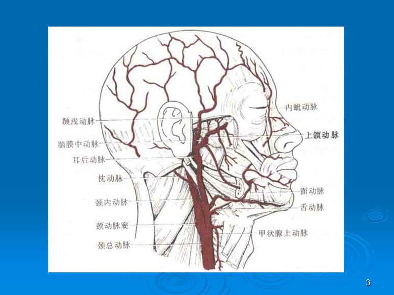 头颈部血管(颈内动脉)解剖_分段.ppt_第3页