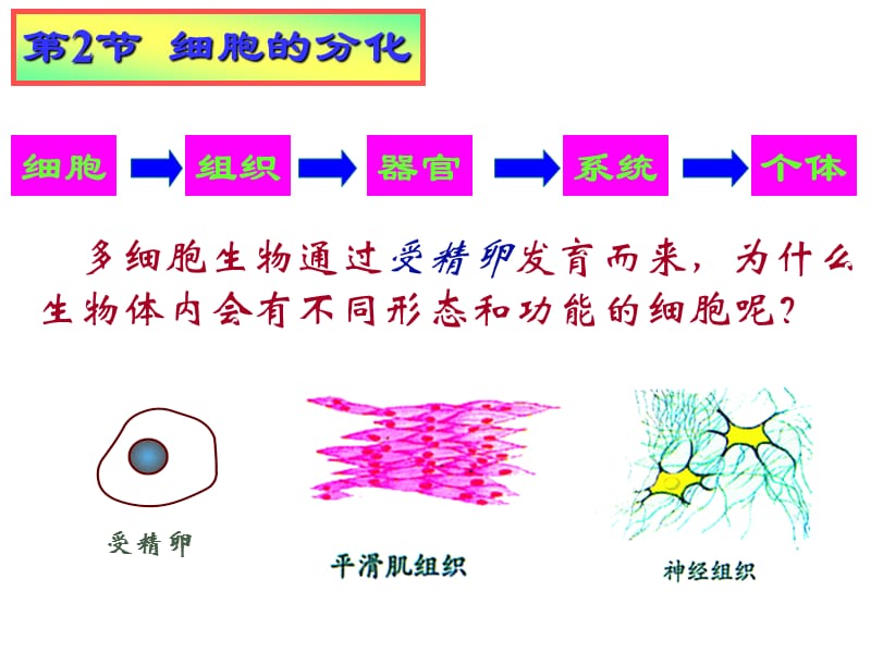 细胞分化衰老凋亡和癌变.ppt_第2页