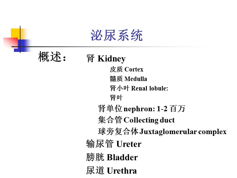 泌尿系统组织学.ppt_第3页