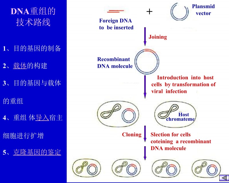 第十六章基因工程和蛋白质工程简介.ppt_第3页