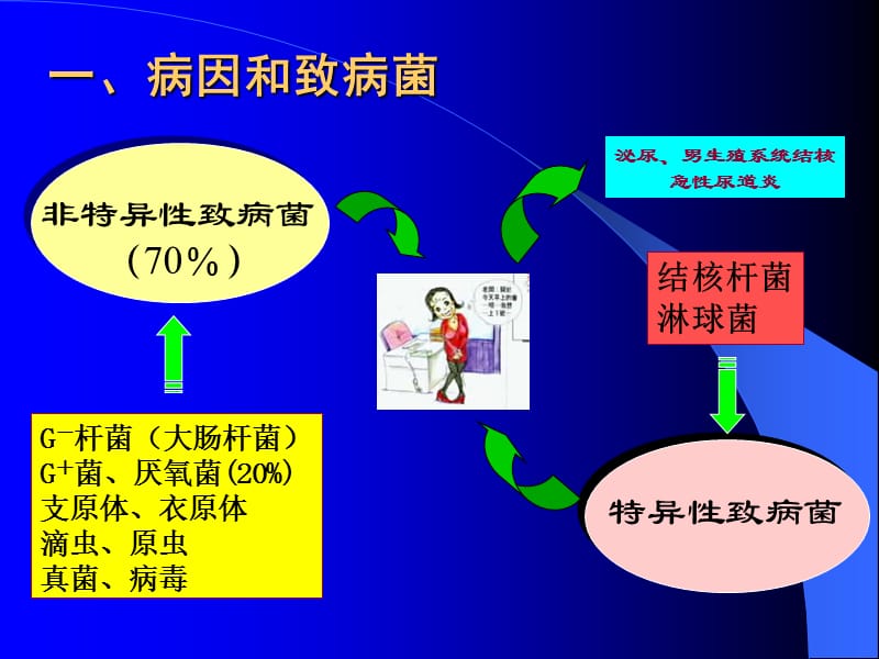 泌尿系统感染.ppt_第3页