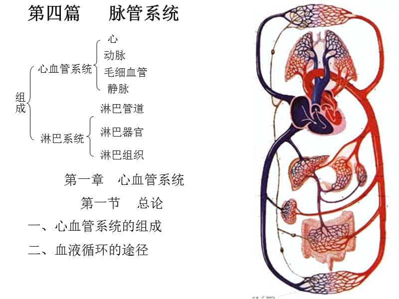 心脏解剖图.ppt_第1页