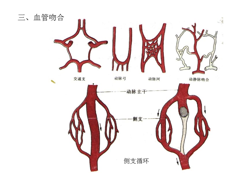 心脏解剖图.ppt_第2页