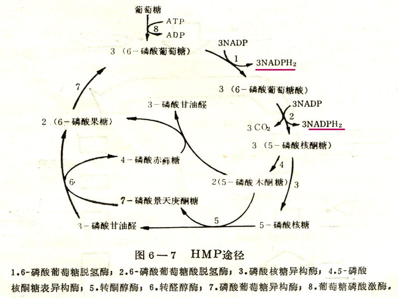 HMP途径 (戊糖磷酸途径).ppt_第2页