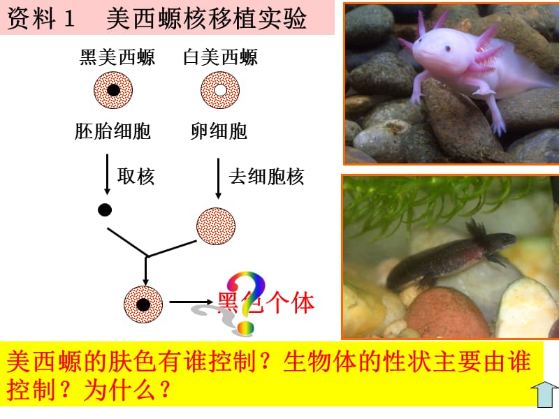 必修1-03-03细胞核——系统的控制中心.ppt_第3页