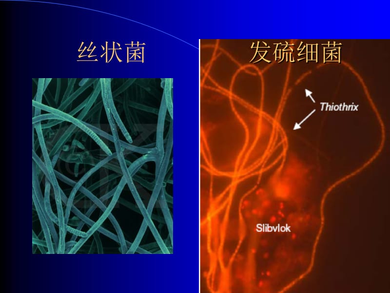 污水的好氧生物处理.ppt_第3页