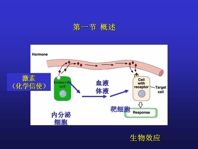 内分泌-20150511.ppt_第3页