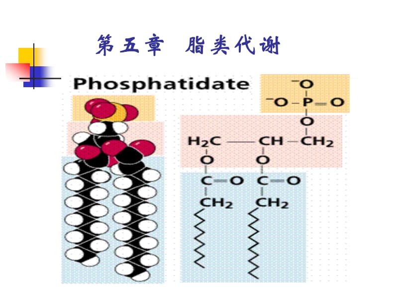 第五章脂类代谢ppt课件.ppt_第1页