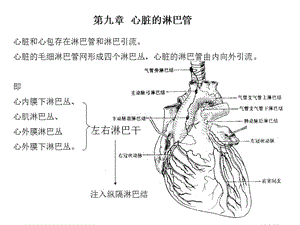 心脏8淋巴心包.ppt