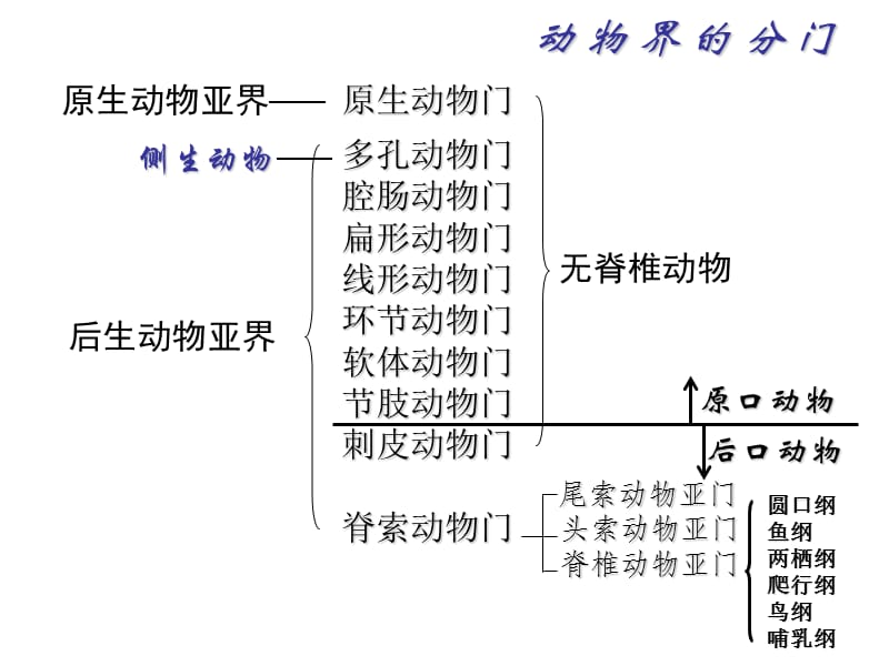 奥赛冲刺-第3轮：考点串讲-动物学.ppt_第2页