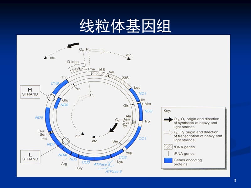 第五节线粒体遗传病.ppt_第3页