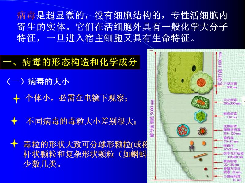 第三章病毒和亚病毒.ppt_第3页