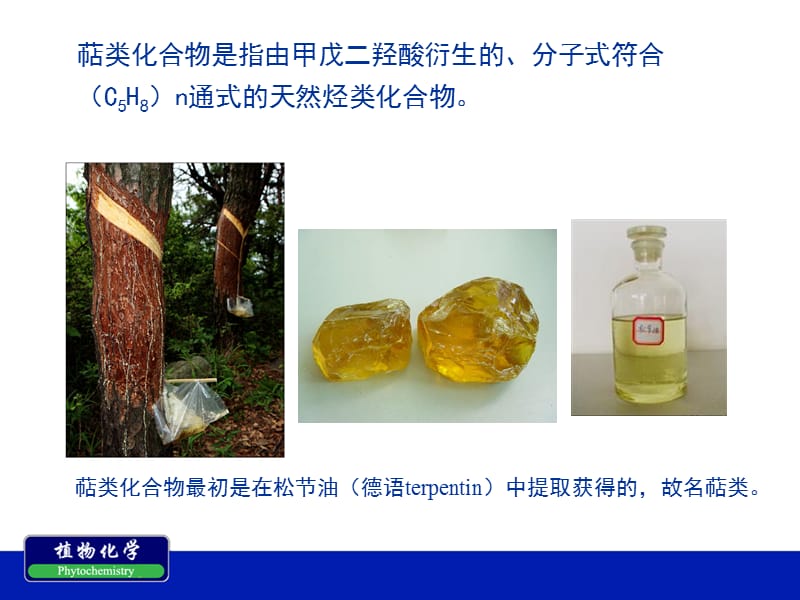 南农植物化学第四章 萜类化合物和挥发油.ppt_第2页