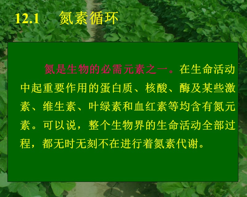 SL 12氨基酸的生物合成-农.ppt_第3页