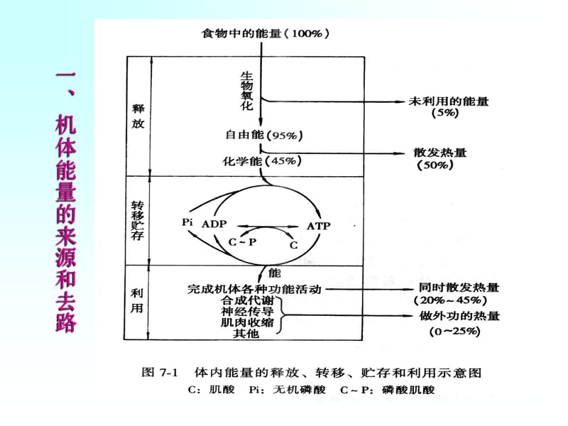 第七章能量代谢与体温.ppt_第2页