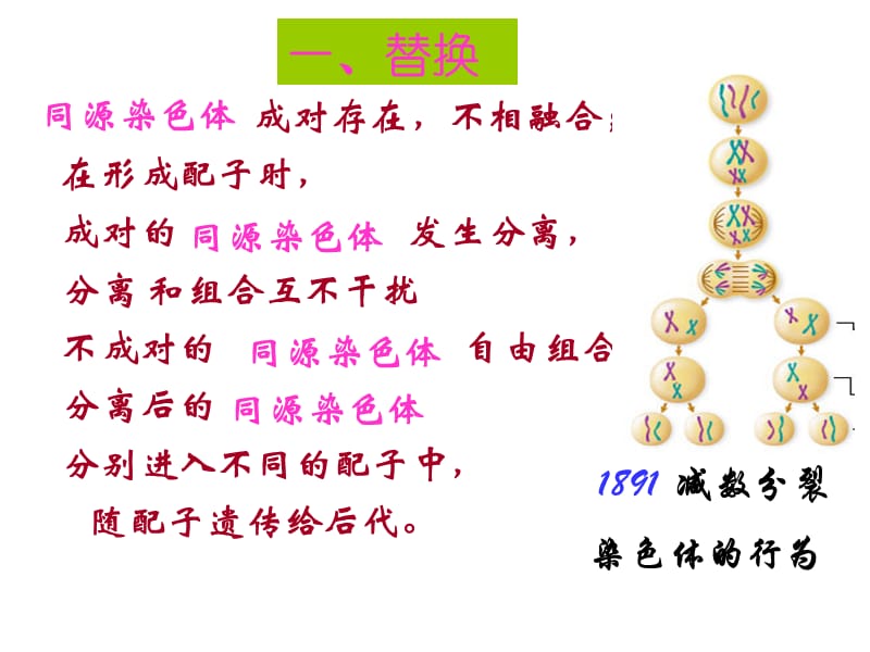 人教必修二第2章基因和染色体的关系第2节基因在染色体上.ppt_第2页