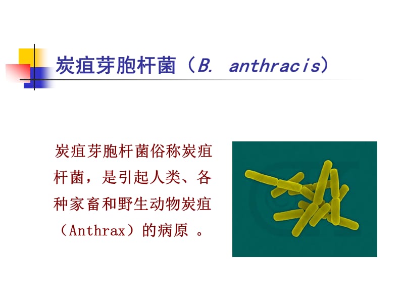 第六章革兰氏阳性产芽孢杆菌.ppt_第3页