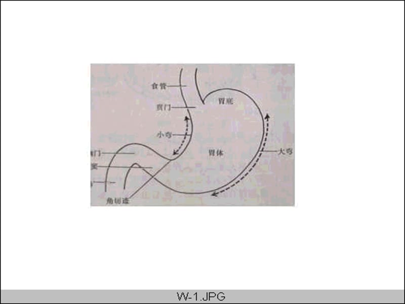 胃指肠疾病.ppt_第3页