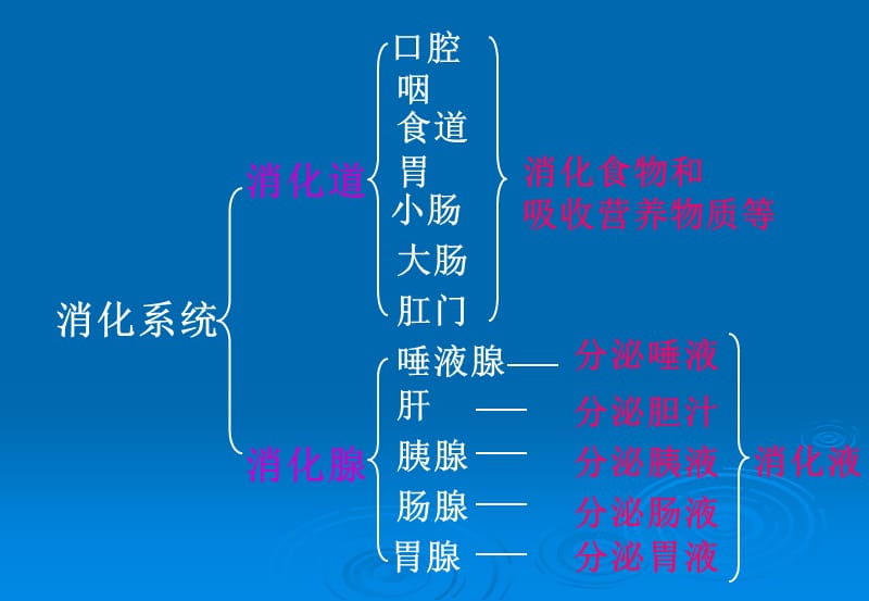 食品营养学_第二章_食物的消化吸收.ppt_第3页