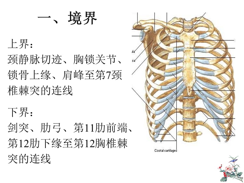 胸部14-1.ppt_第3页